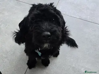 Mixed Breed dogs 6 month old COCKER CHON. - Advert 12