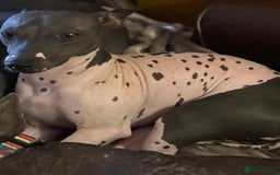 Mexican Hairless dogs for sale: Mexican Hairless, - Image 5