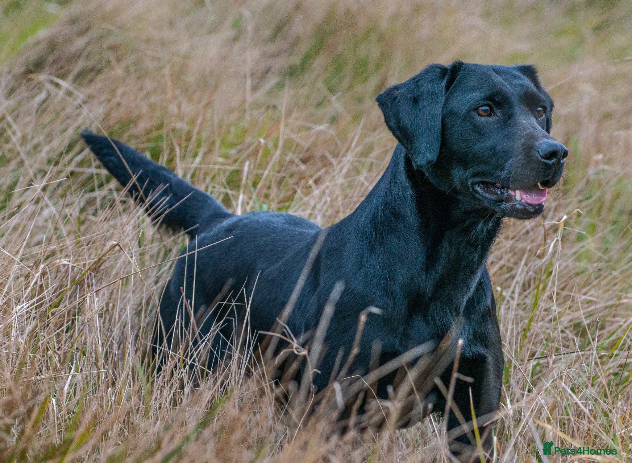 Labrador Retriever dogs Working Labrador, health tested parents - Advert 2