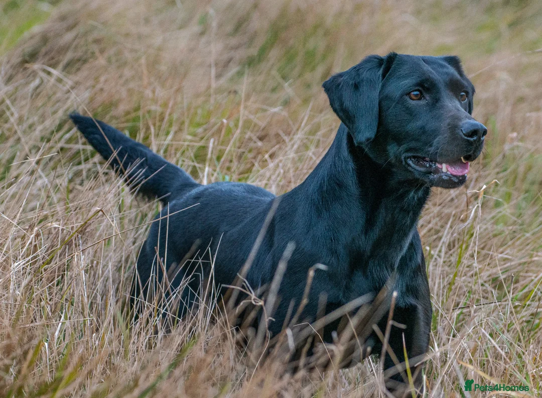 Labrador Retriever dogs for sale: Working Labrador, health tested parents - Advert 2