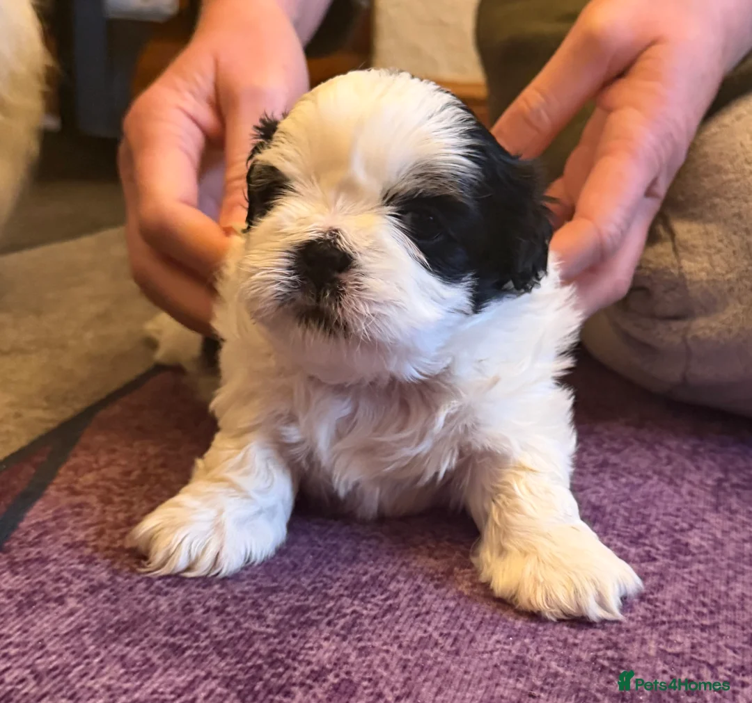 Shih Tzu dogs for sale: Beautiful Shih Tzu’s - STUNNING pure breds - Advert 4