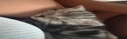 Mixed Breed cats for sale: Female tabby kitten for sale  - Advert 6