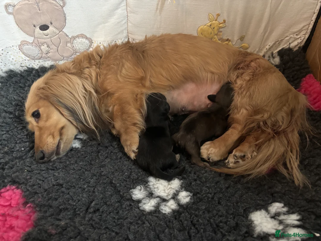 Miniature Dachshund dogs for sale: Miniature longhaired dachshund puppy  in Ryton - Advert 5