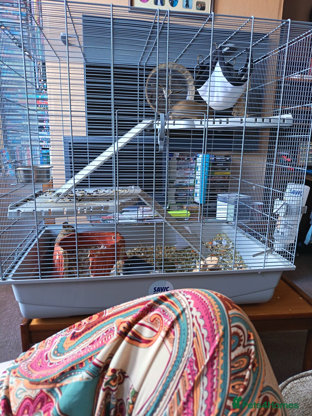 Degus rodents for sale: Degus and cage  - Image 2