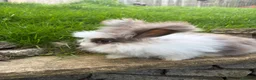 Angora rabbits for sale: English Angora 1 broken choc boy remaining  - Advert 3