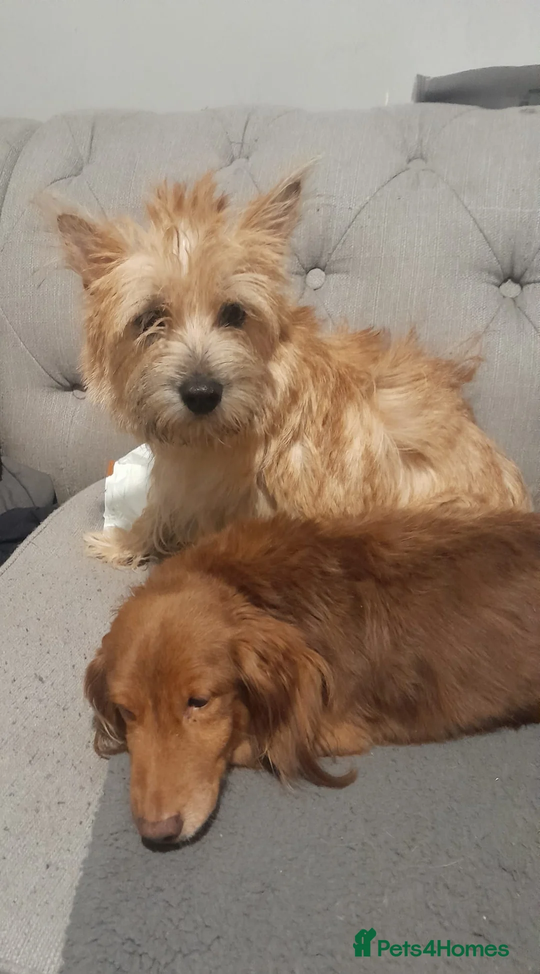 Mixed Breed dogs for sale: Cairn terriers - Advert 36