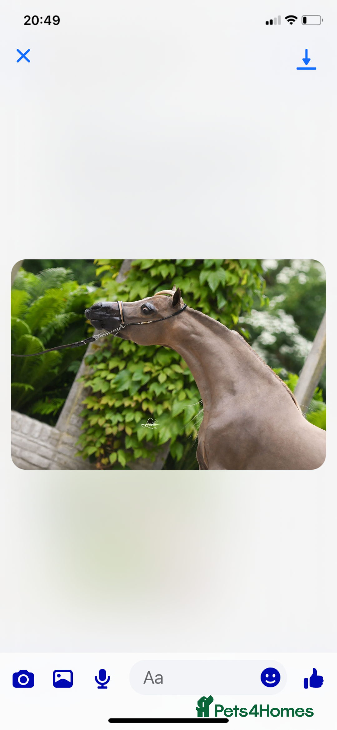 Miniature horses for sale: AMHA/AMHR SHOW STALLION  - Image 8