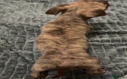 American Bulldog dogs for sale: Roxy is a lovely classic American bully  - Image 2