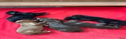 Sprocker dogs for sale: Beautiful littler of sprocker puppies  in Derby - Advert 11