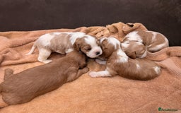 Cavalier King Charles Spaniel dogs for sale: Stunning cavalier puppies  - Image 6