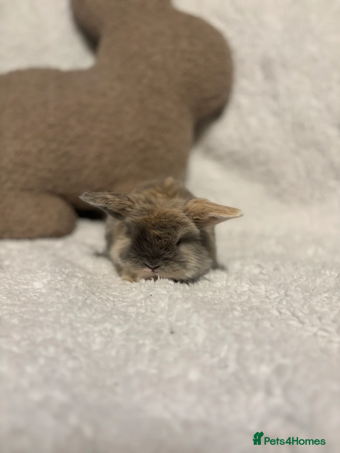 Mini Lop rabbits for sale: Mini lops 🐰 ready to reserve ✨  - Advert 4