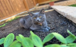 British Shorthair cats for sale: Kiki , blue British shorthair  - Image 4