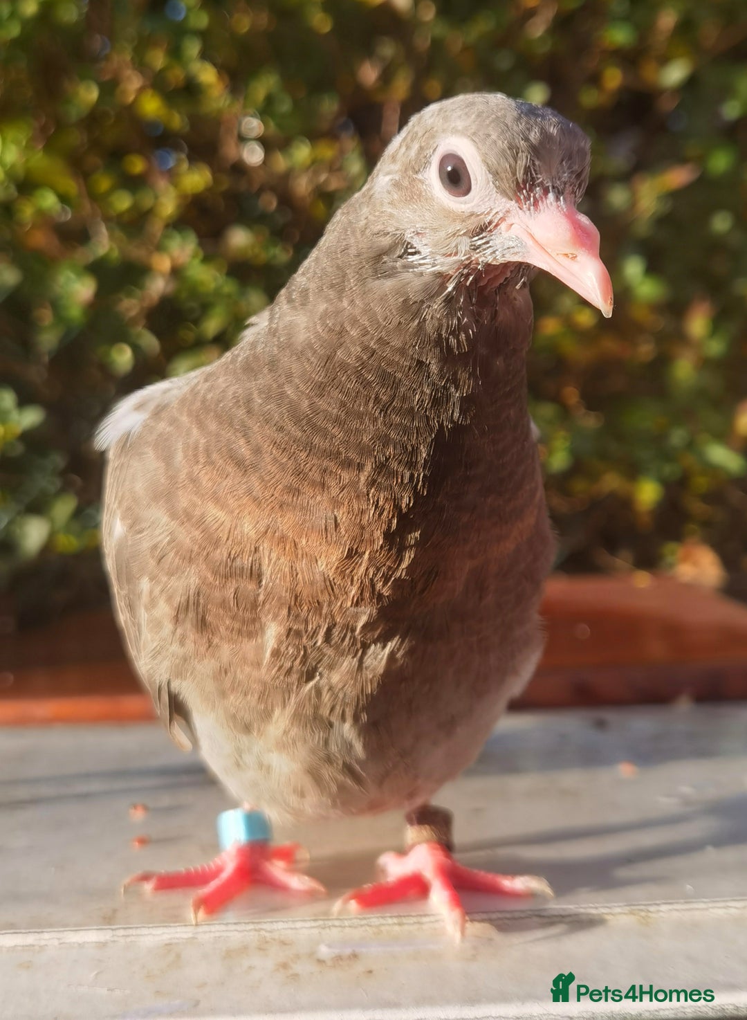 Pigeons birds for sale: Pigeons [Semi Hand-Raised] - Fancy & Racing Breeds - Advert 16