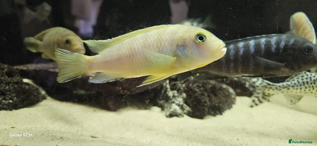 Other/Mixed Breed fish for sale: Assortment of fish  - Advert 11