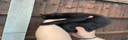 Mixed Breed cats for sale: Grey/black kittens looking for forever homes  - Advert 8