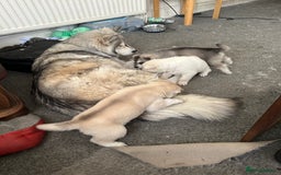 Siberian Husky dogs for sale: Husky Puppies  - Image 18