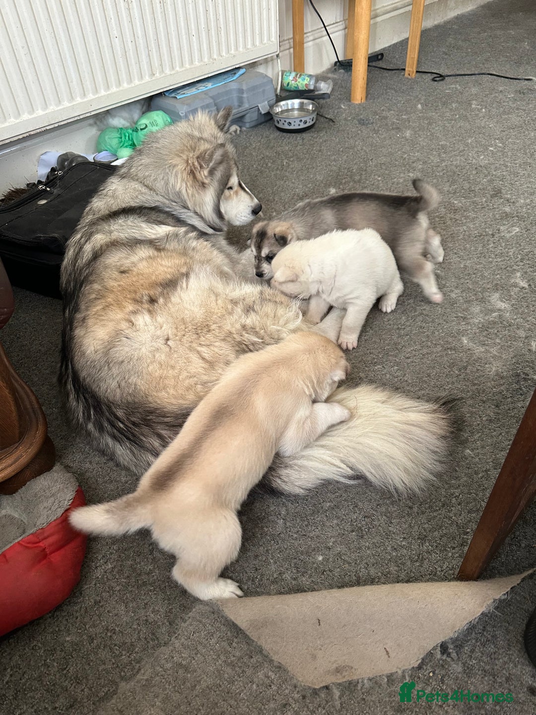 Siberian Husky dogs for sale: Husky Puppies  - Image 18