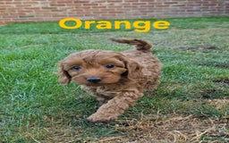 Cavapoochon dogs for sale: Male non-fade cavapoochon for sale - Image 7