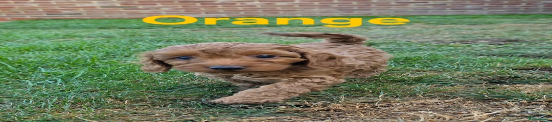 Cavapoochon Puppy 4