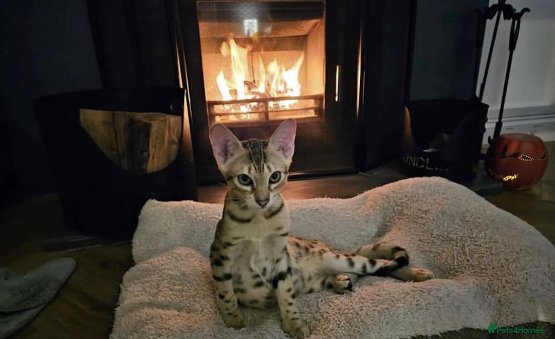 Savannah cats for sale: KIWANGA PEDIGREE F3 SAVANNAH KITTENS  - Image 5