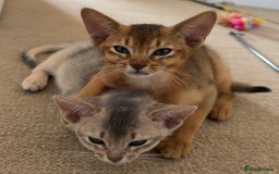 Abyssinian cats for sale: Fawn Abyssinian Kitten 🌟 in Hove - Image 15