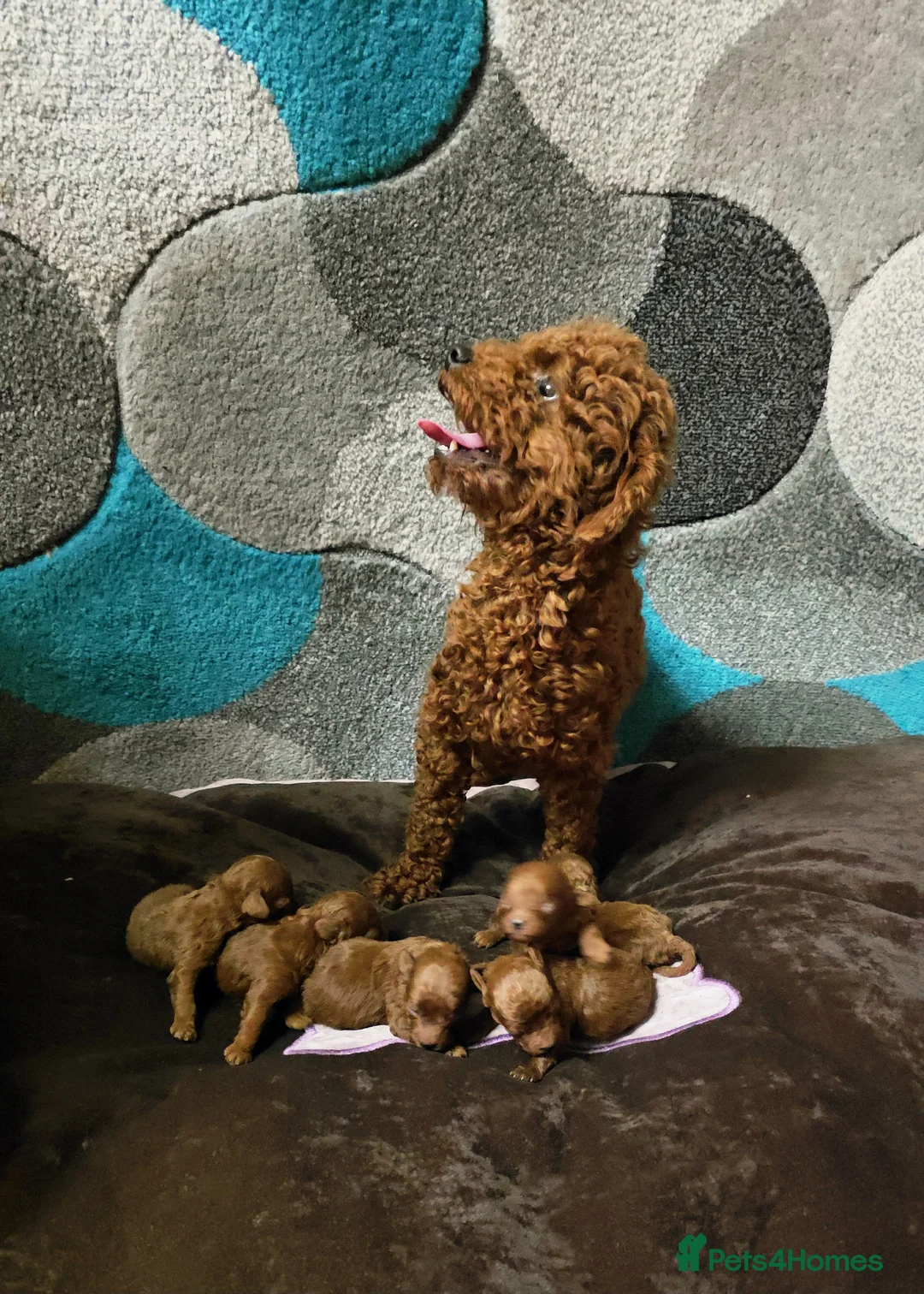 Toy Poodle dogs for sale: Beautiful Red Toy Poodle Puppies  in Dagenham - Advert 1
