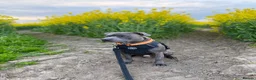 Staffordshire Bull Terrier dogs for sale: Adorable KC registered blue staffy puppies  - Advert 25