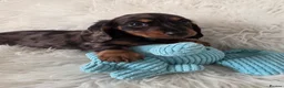 Miniature Dachshund dogs for sale: Gorgeous Mini daxi puppies  - Advert 20