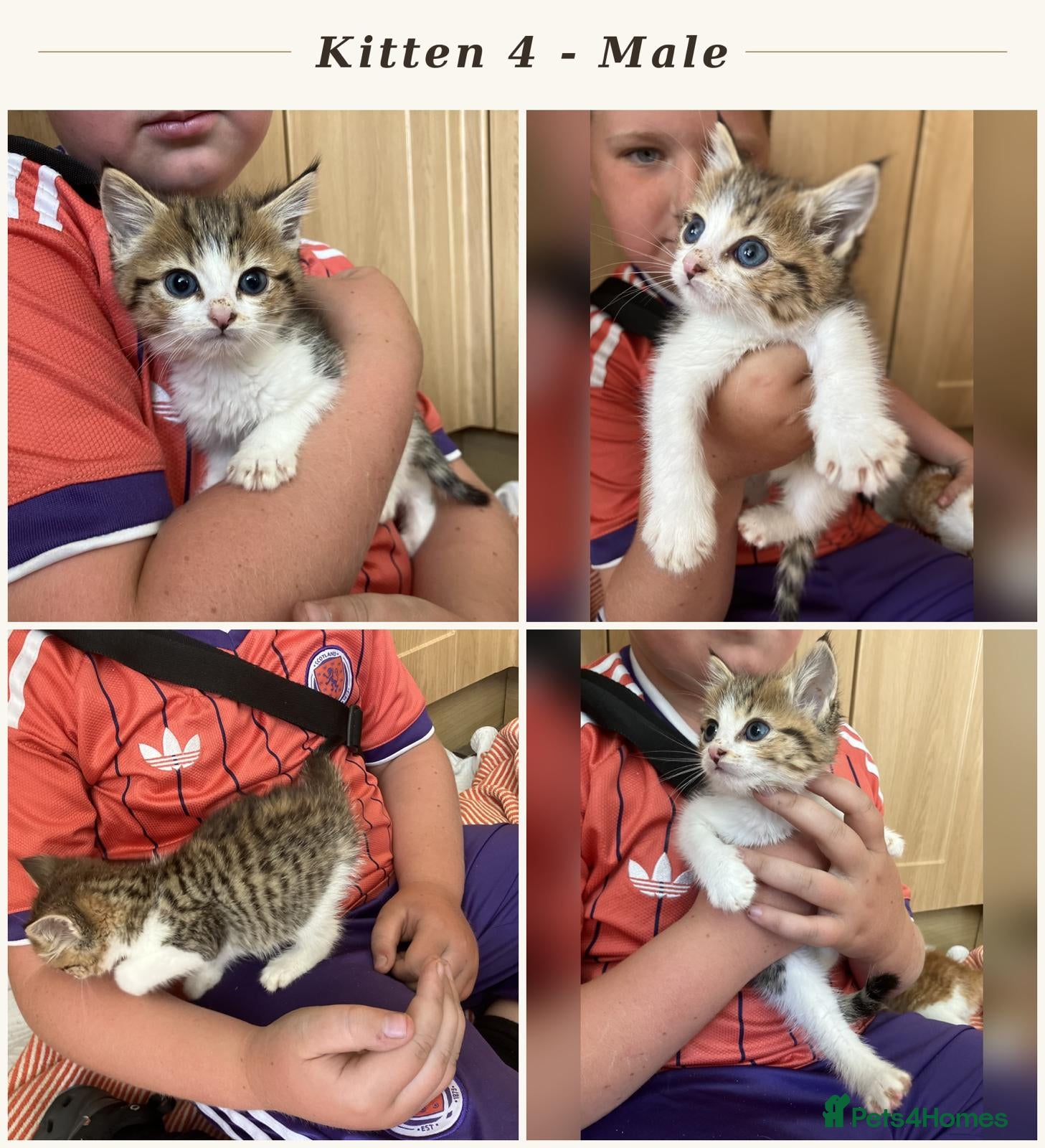 British Shorthair cats 4 Beautiful Kittens  - Advert 2