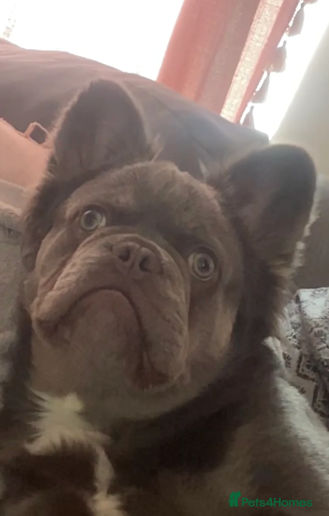 French Bulldog dogs for stud: Lilac and tan visual fluff  - Advert 10