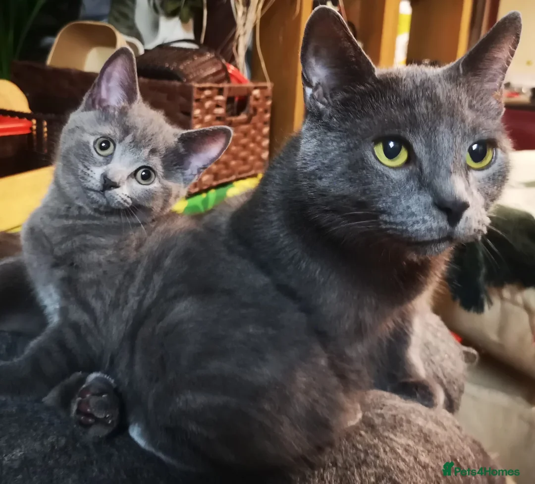 Russian Blue cats for sale: Pure Russian blue kittens. READY TO LEAVE 24.04 - Advert 1