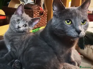 Russian Blue cats Pure Russian blue kittens. READY TO LEAVE 24.04 - Advert 3