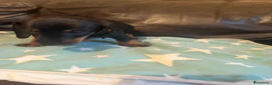 Dachshund Puppy 3