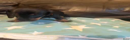 Dachshund dogs for sale: Black tan Dachshunds  - Advert 8