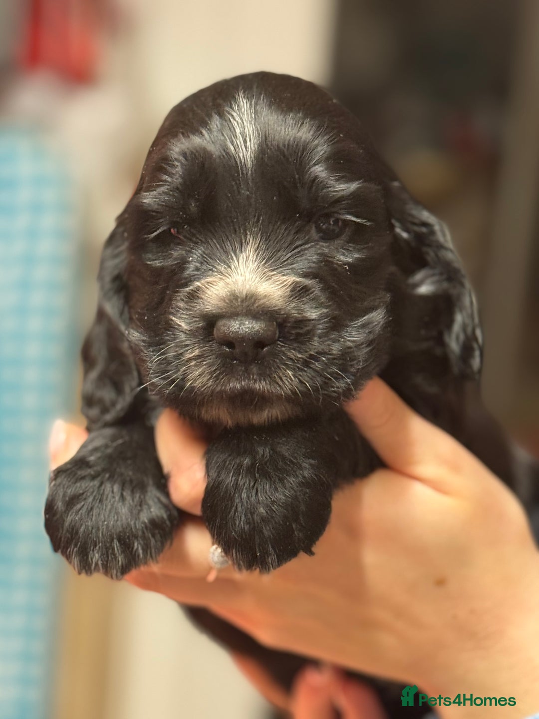 Sprocker dogs for sale:  Sprocker Spaniel puppies for sale - Advert 11