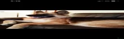 German Shepherd dogs for sale: Strong beautiful playful puppies  - Advert 25