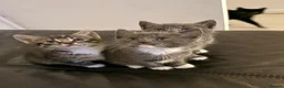 Mixed Breed cats for sale: Kittens  - Advert 14