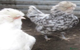 Hens poultry for sale: Blue/Splash Araucana Hens, in lay, March 2024 - Image 2