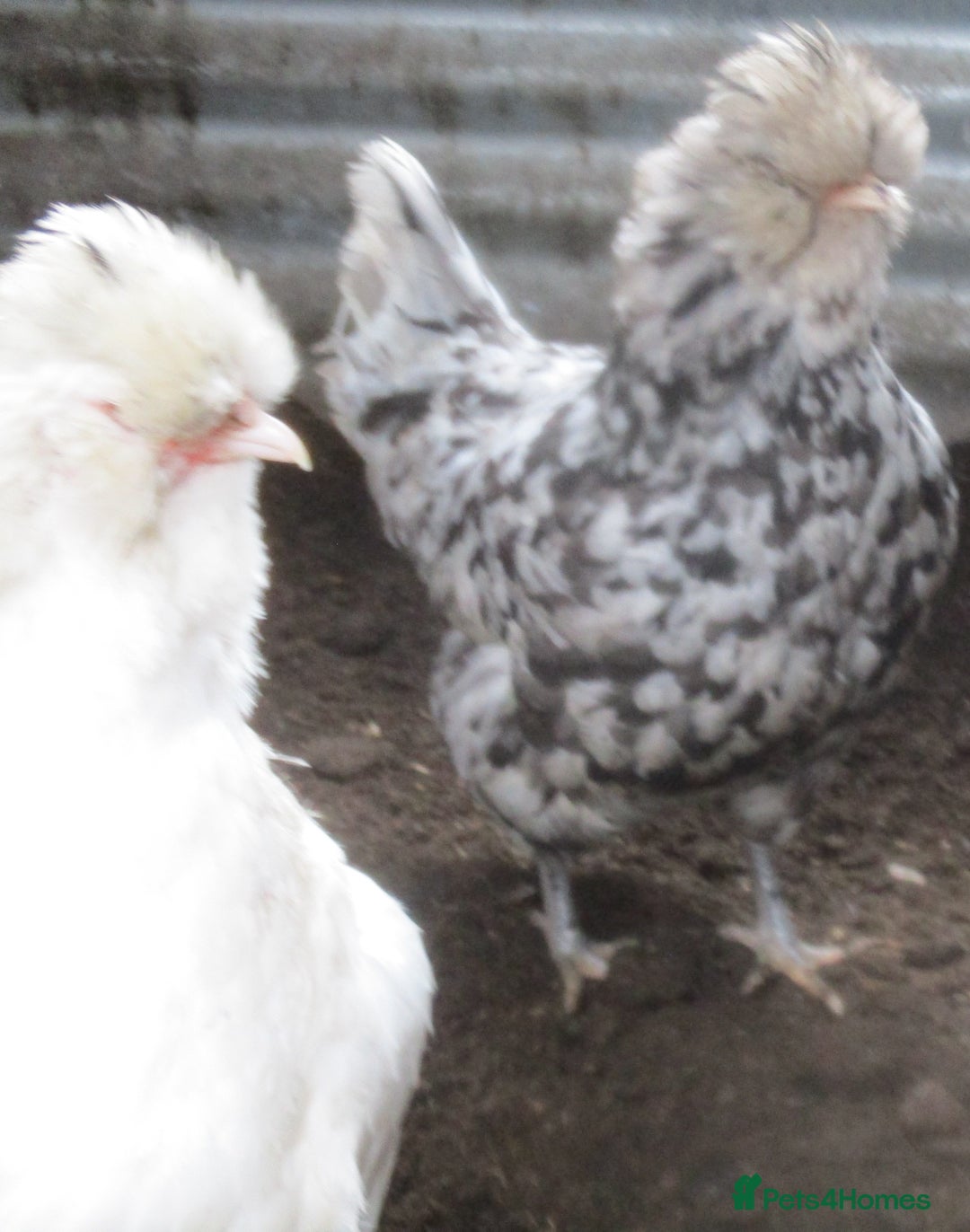 Hens poultry for sale: Blue/Splash Araucana Hens, in lay, March 2024 - Image 2