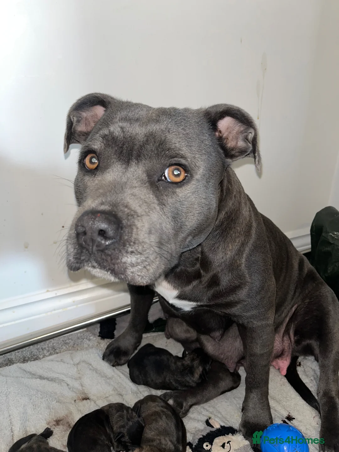 Mixed Breed dogs for sale: Staffordshire Sausage Puppies in Farnborough - Advert 9