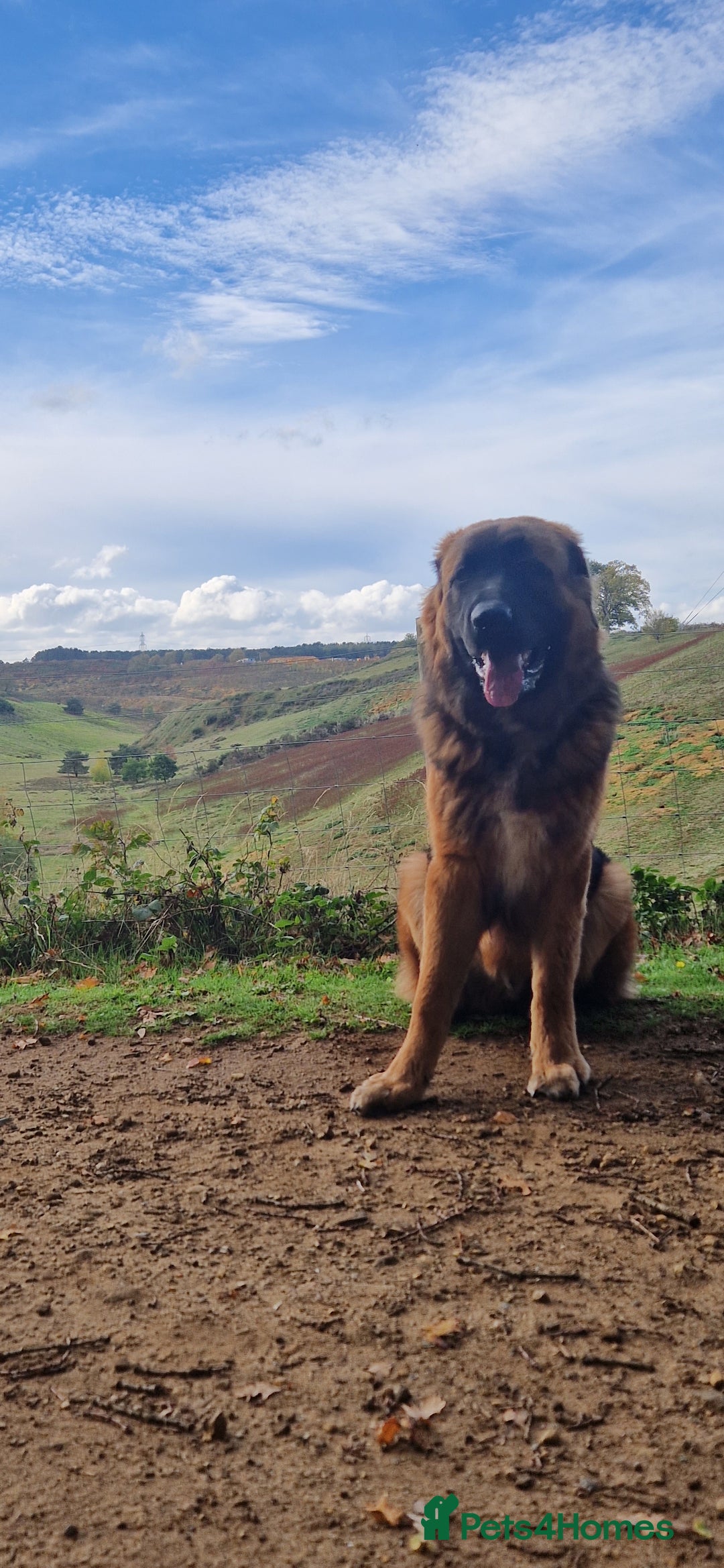 Mixed Breed dogs for sale: Bear looking for a new home - Advert 2