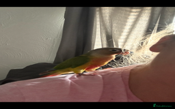 Conures birds for sale: Red pineapple conure  - Image 2