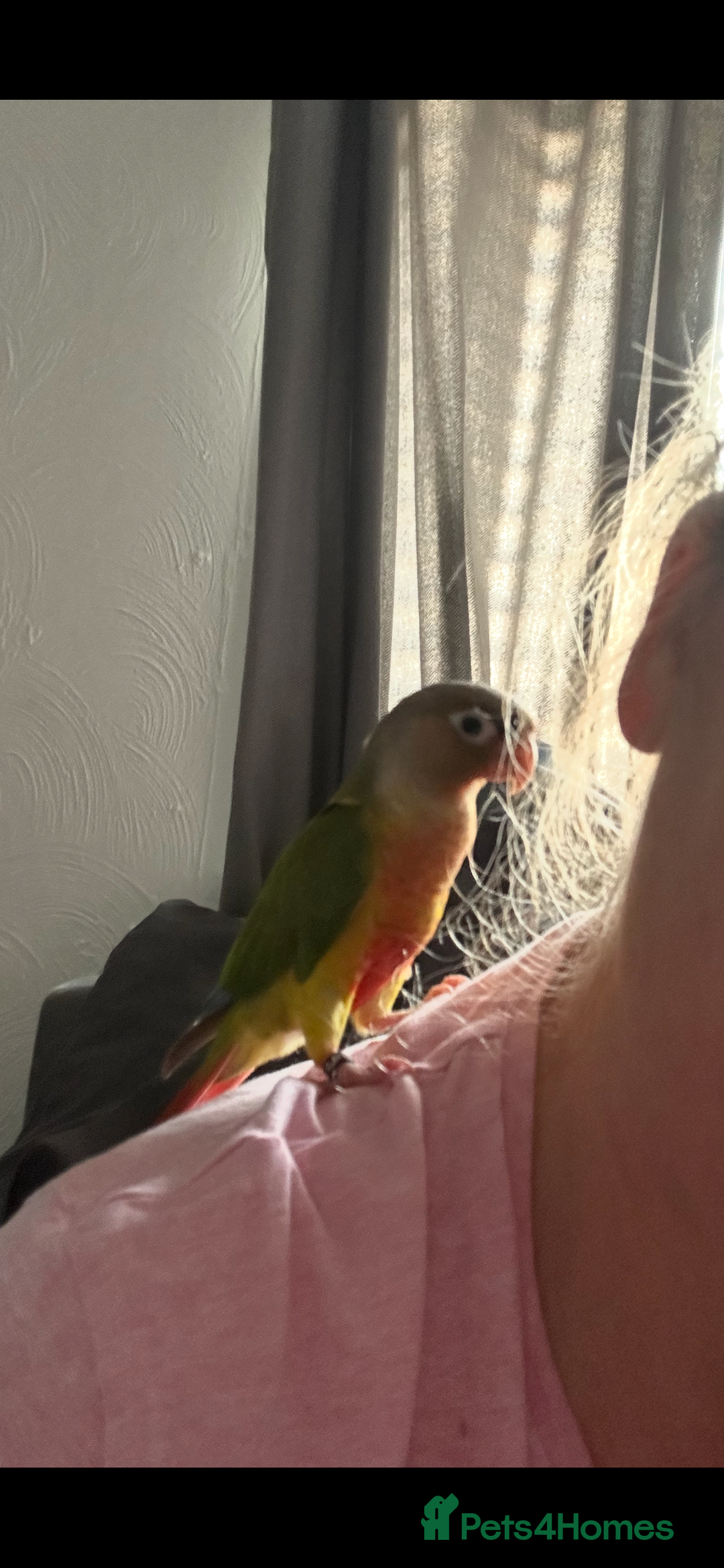 Conures birds for sale: Red pineapple conure  - Image 2