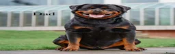 Rottweiler dogs for sale: 🐾 Beautiful Rottweiler Puppies 🐾 - Advert 3