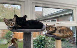 Mixed Breed cats for sale: Two girls and one boy kitten available - Image 2