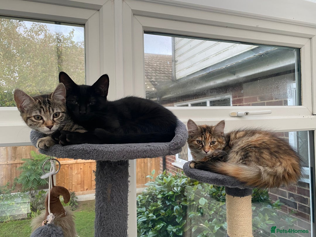 Mixed Breed cats for sale: Two girls and one boy kitten available - Image 2