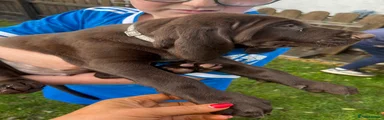 German Shorthaired Pointer 5