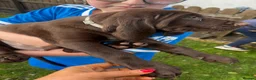 German Shorthaired Pointer dogs for sale: German Shorthaired Pointer puppies  - Advert 24