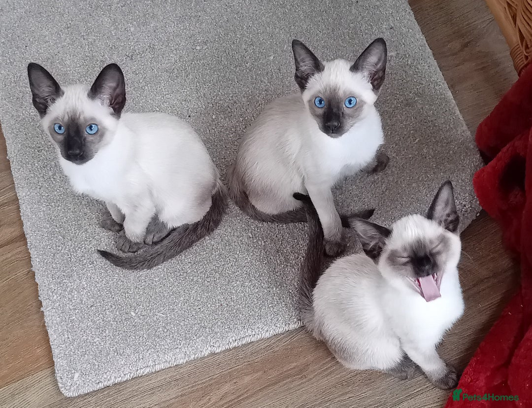 Siamese cats for sale: Traditional seal point boy kitten - Advert 8