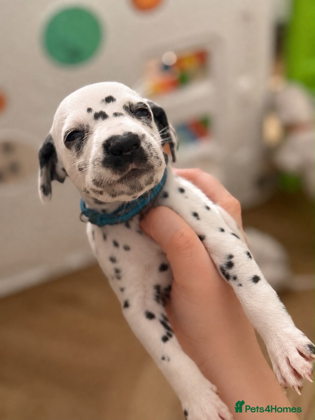 Dalmatian dogs Beautiful Dalmatian puppies - Advert 6